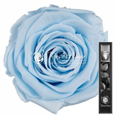 Stabilizovaná světle modrá růže na stonku 30cm