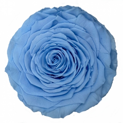 Stabilizovaná světle modrá růže v krabičce XXL