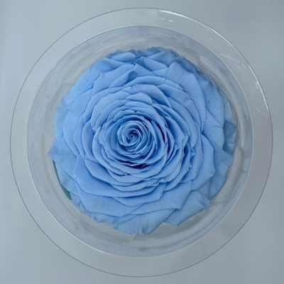 Stabilizovaná světle modrá růže v krabičce XXL
