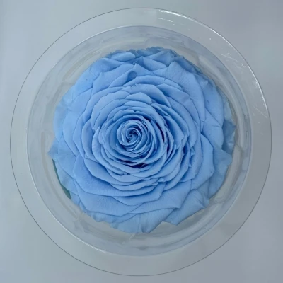 Stabilizovaná světle modrá růže v krabičce XXL