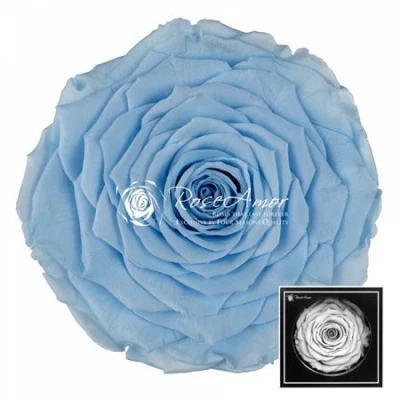 Stabilizovaná světle modrá růže v krabičce XXL