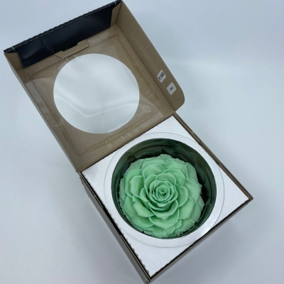 Stabilizovaná světle zelená růže plnokvětá v krabičce
