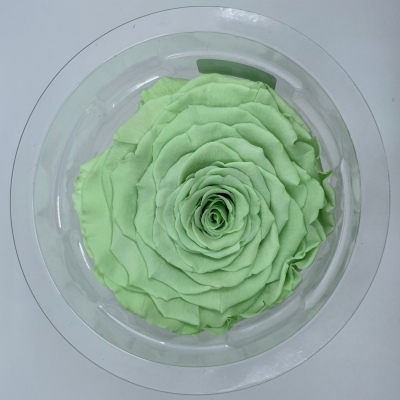 Stabilizovaná světle zelená růže v krabičce XXL