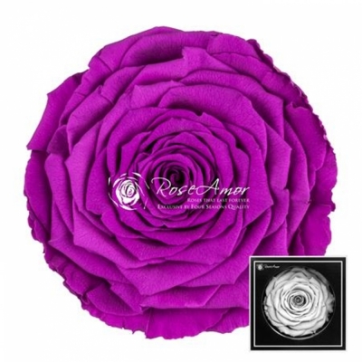 Stabilizovaná sytě fialová růže v krabičce XXL