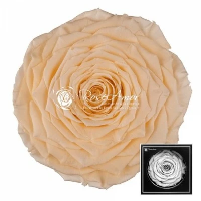 Stabilizovaná béžová růže v krabičce XXL