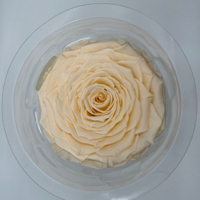 Stabilizovaná sytě krémová růže v krabičce XXL