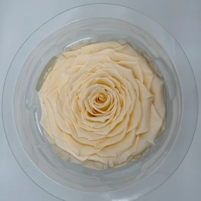 Stabilizovaná sytě krémová růže v krabičce XXL