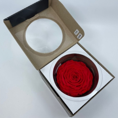 Stabilizovaná sytě oranžová růže v krabičce XXL