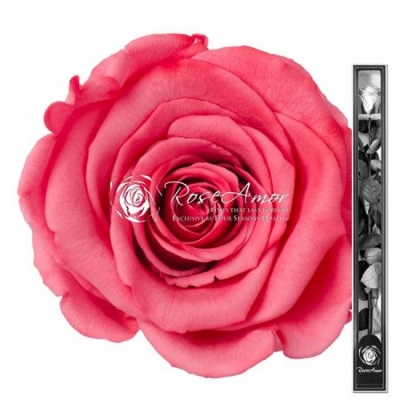 Stabilizovaná sytě růžová růže na stonku 70cm