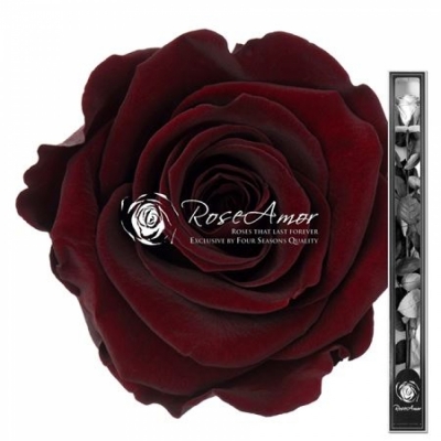 Stabilizovaná temně červená růže na stonku 70cm