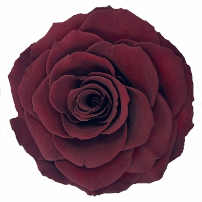Stabilizovaná temně červená růže plnokvětá v krabičce