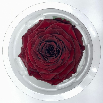 Stabilizovaná temně červená růže v krabičce XXL