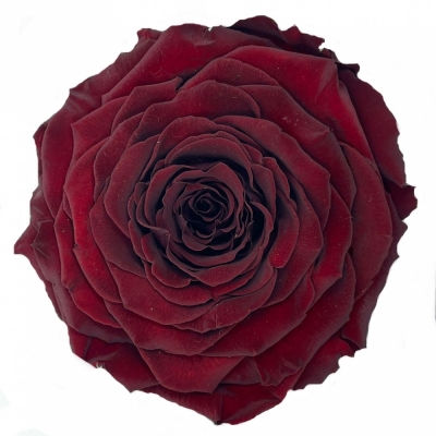 Stabilizovaná temně červená růže v krabičce XXL