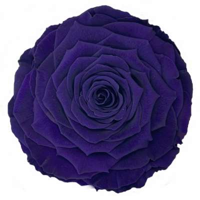 Stabilizovaná temně fialová růže v krabičce XXL