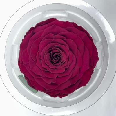 Stabilizovaná tmavě červená růže v krabičce XXL