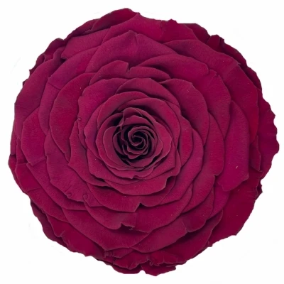 Stabilizovaná tmavě červená růže v krabičce XXL