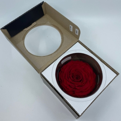 Stabilizovaná tmavě červená růže v krabičce XXL