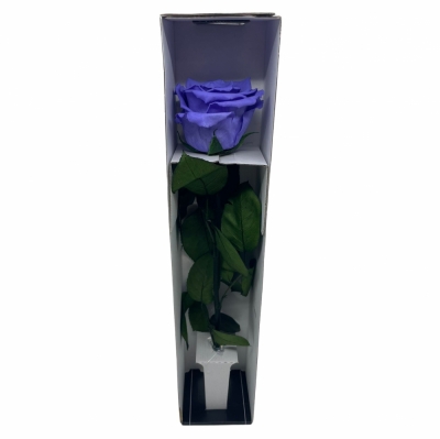 Stabilizovaná tmavě fialová růže na stonku 30cm