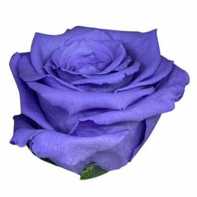 Stabilizovaná tmavě fialová růže na stonku 30cm