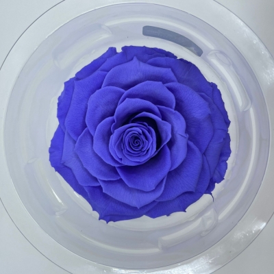Stabilizovaná tmavě fialová růže plnokvětá v krabičce