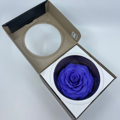 Stabilizovaná tmavě fialová růže plnokvětá v krabičce