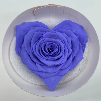 Stabilizovaná tmavě fialová růže tvaru srdce 4ks