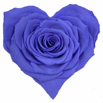 Stabilizovaná tmavě fialová růže tvaru srdce 4ks