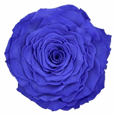 Stabilizovaná tmavě fialová růže v krabičce XXL