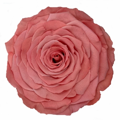 Stabilizovaná tmavě růžová růže v krabičce XXL