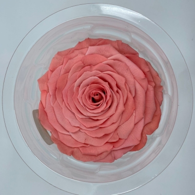 Stabilizovaná tmavě růžová růže v krabičce XXL