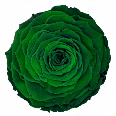 Stabilizovaná tmavě zelená růže v krabičce XXL