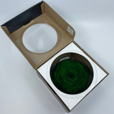 Stabilizovaná tmavě zelená růže v krabičce XXL