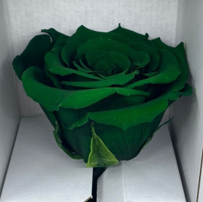 Stabilizovaná zelená růže na stonku 30cm