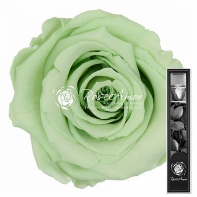 Stabilizovaná světle zelená růže na stonku 30cm