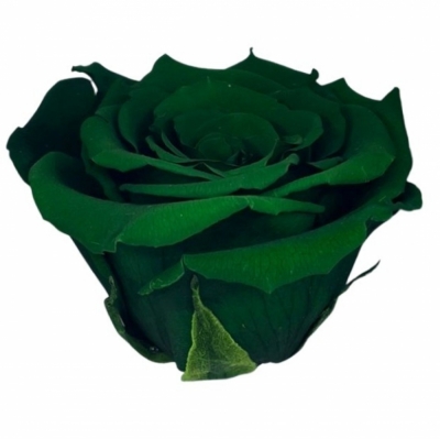 Stabilizovaná zelená růže na stonku 30cm