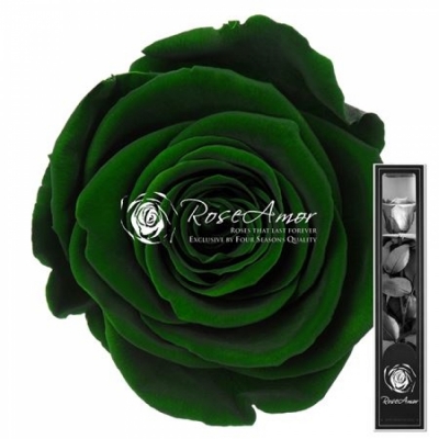 Stabilizovaná tmavě zelená růže na stonku 30cm
