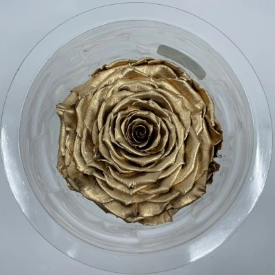 Stabilizovaná zlatá růže v krabičce XXL