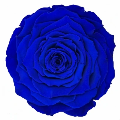Stabilizovanámodrá růže v krabičce XXL