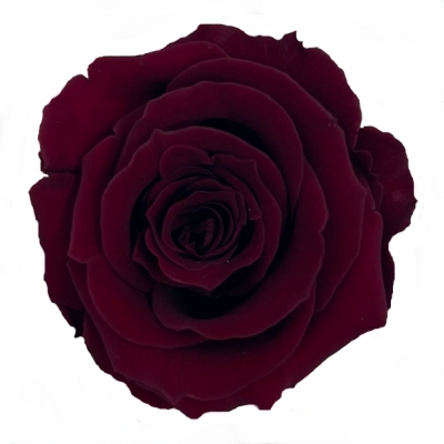 Stabilizované tmavě červené růže v krabičce 12ks
