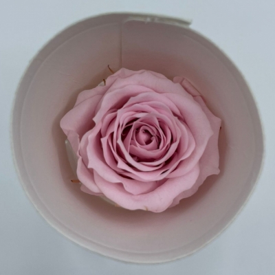 Stabilizované  růžové růže v krabičce 18ks