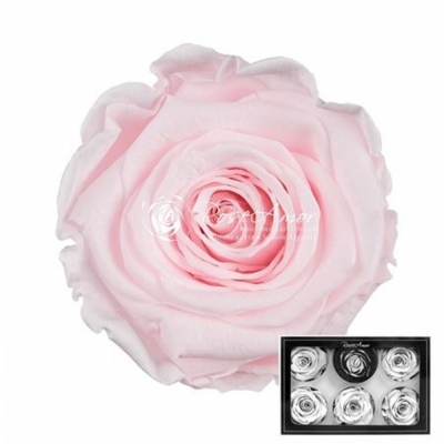 Stabilizované baby růžové růže L v krabičce 6ks