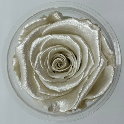 Stabilizované bílé růže Pearl v krabičce 6ks