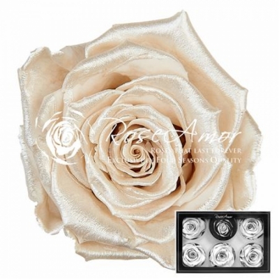 Stabilizované bílé růže Pearl v krabičce 6ks