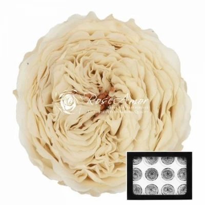 Stabilizované bílé zahradní růže v krabičce 12ks