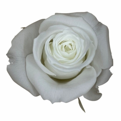 Stabilizované bílé růže v krabičce 12ks