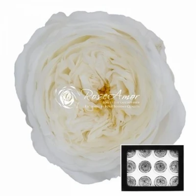 Stabilizované sněhově bílé zahradní růže v krabičce 12ks