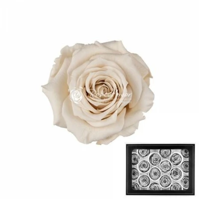 Stabilizované bílé růže v krabičce 18ks