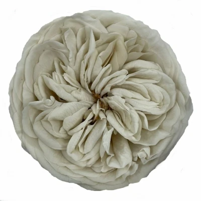 Stabilizované bílé růže v krabičce 3ks