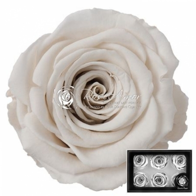 Stabilizované bílé růže v krabičce 6ks
