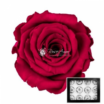 Stabilizované burgundsky červené růže v krabičce 12ks
